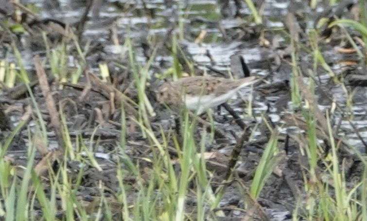 Temminck's Stint - David Fraser