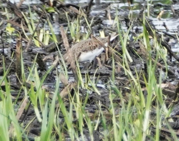 Temminck's Stint - David Fraser