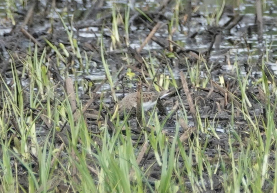 Temminck's Stint - ML618988400