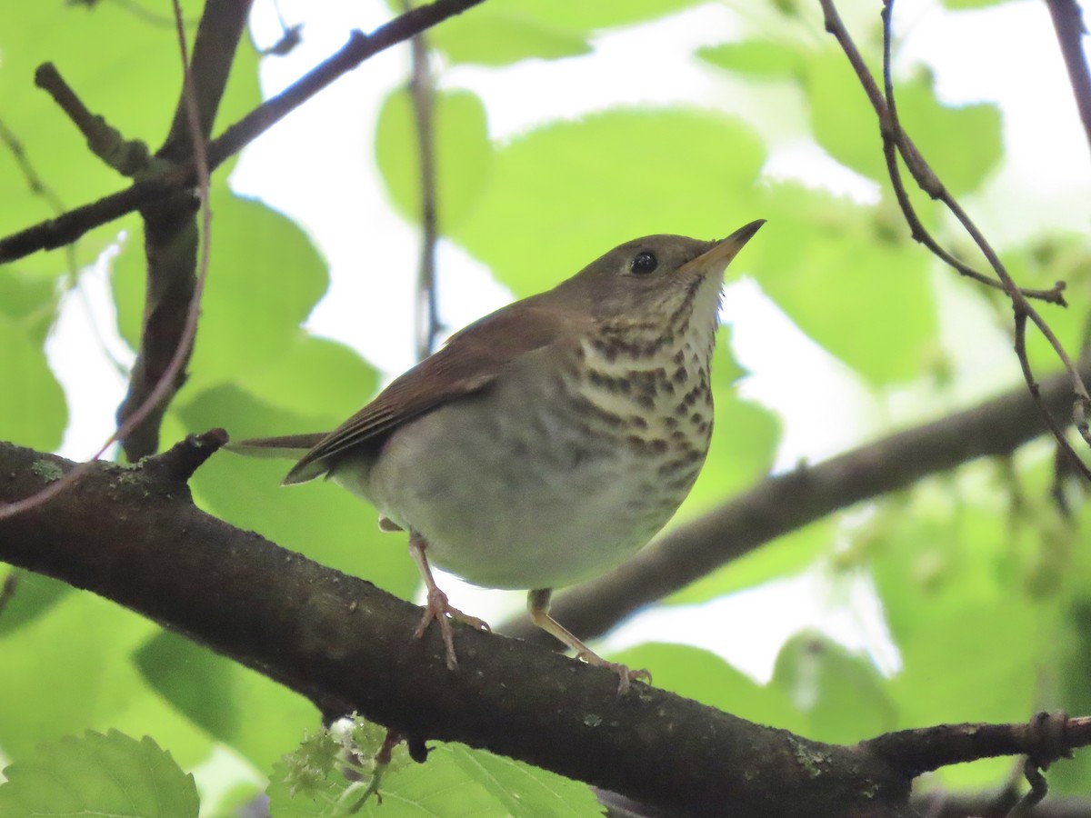 Gray-cheeked Thrush - ML618988411