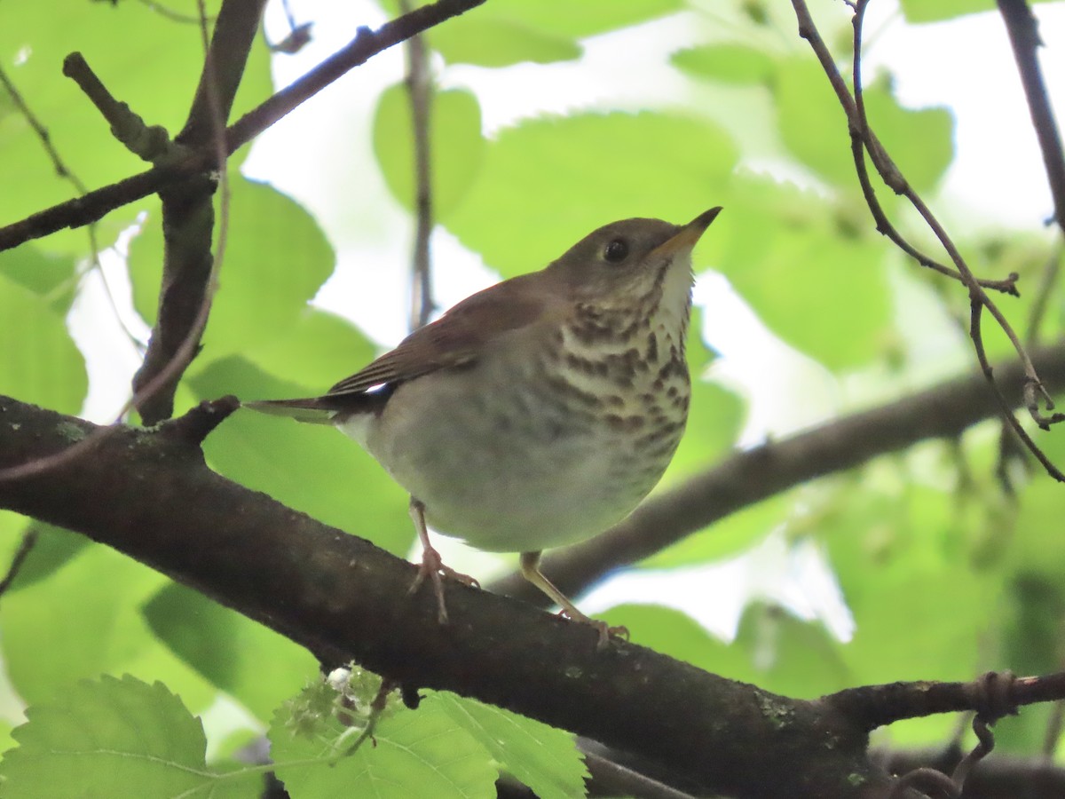 Gray-cheeked Thrush - ML618988412
