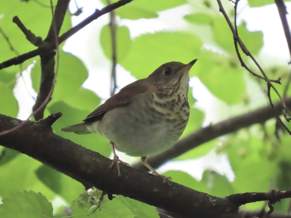 Gray-cheeked Thrush - ML618988413