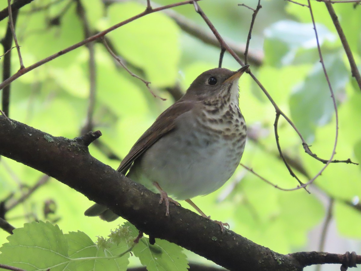 Gray-cheeked Thrush - ML618988414
