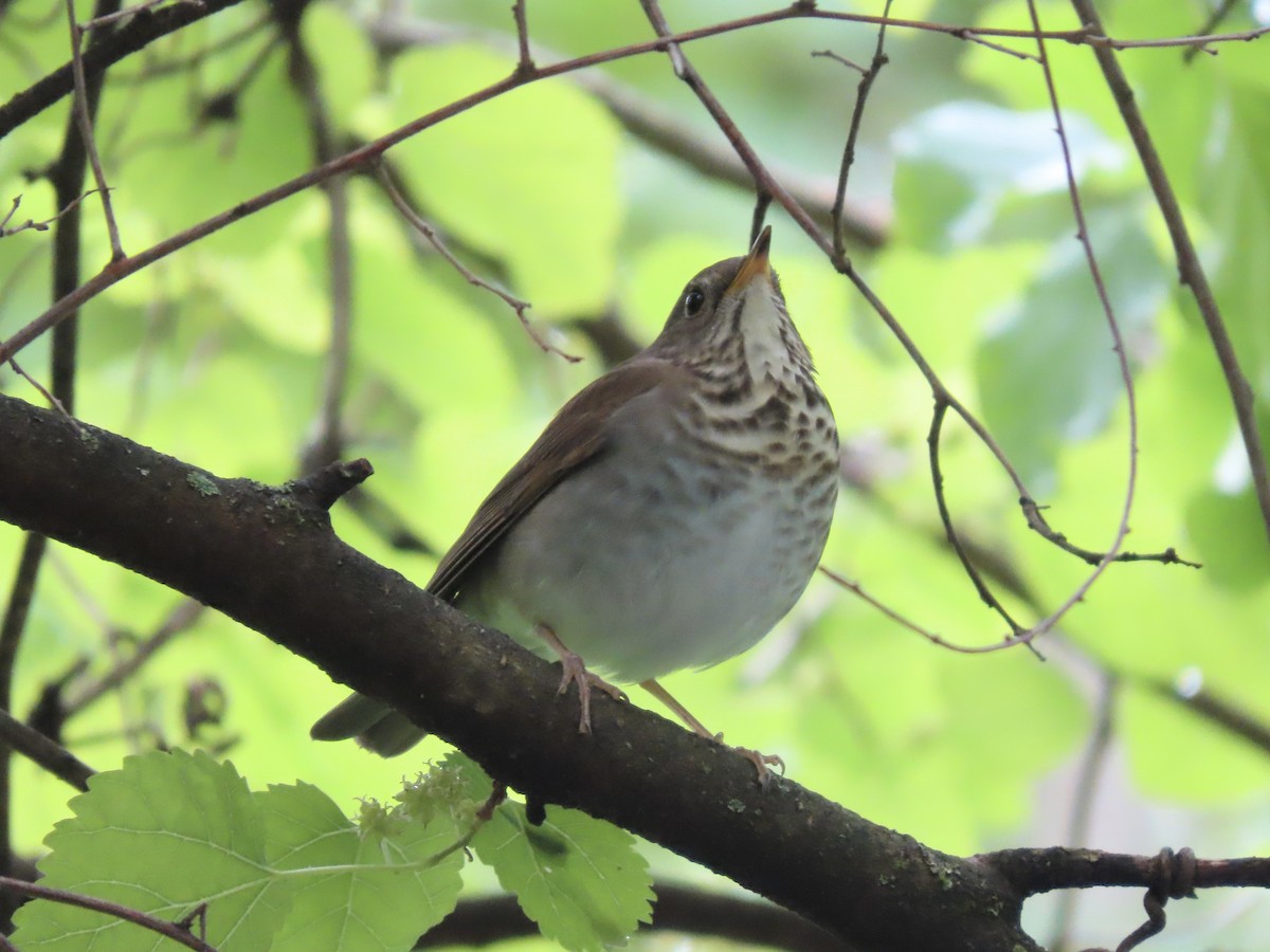 Gray-cheeked Thrush - ML618988415
