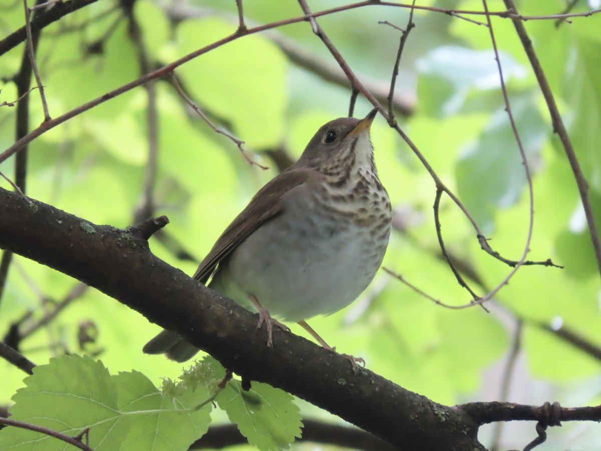 Gray-cheeked Thrush - ML618988416