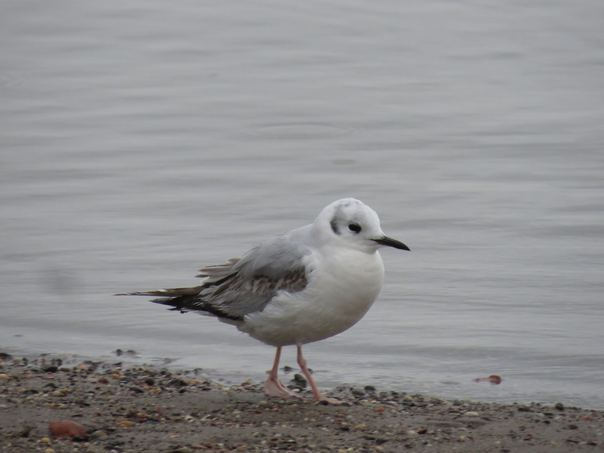 Bonaparte's Gull - ML618988417