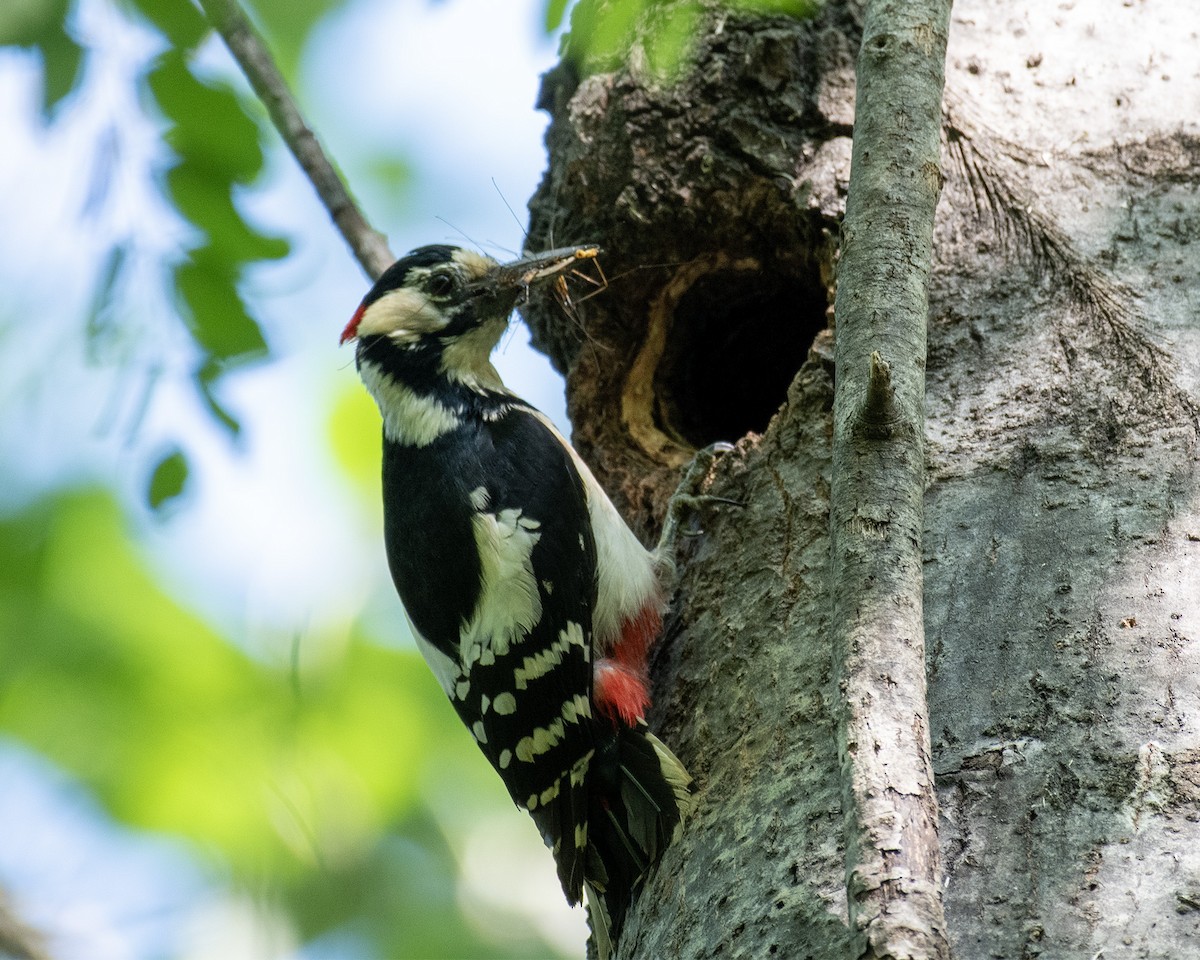 Great Spotted Woodpecker - 김 석현