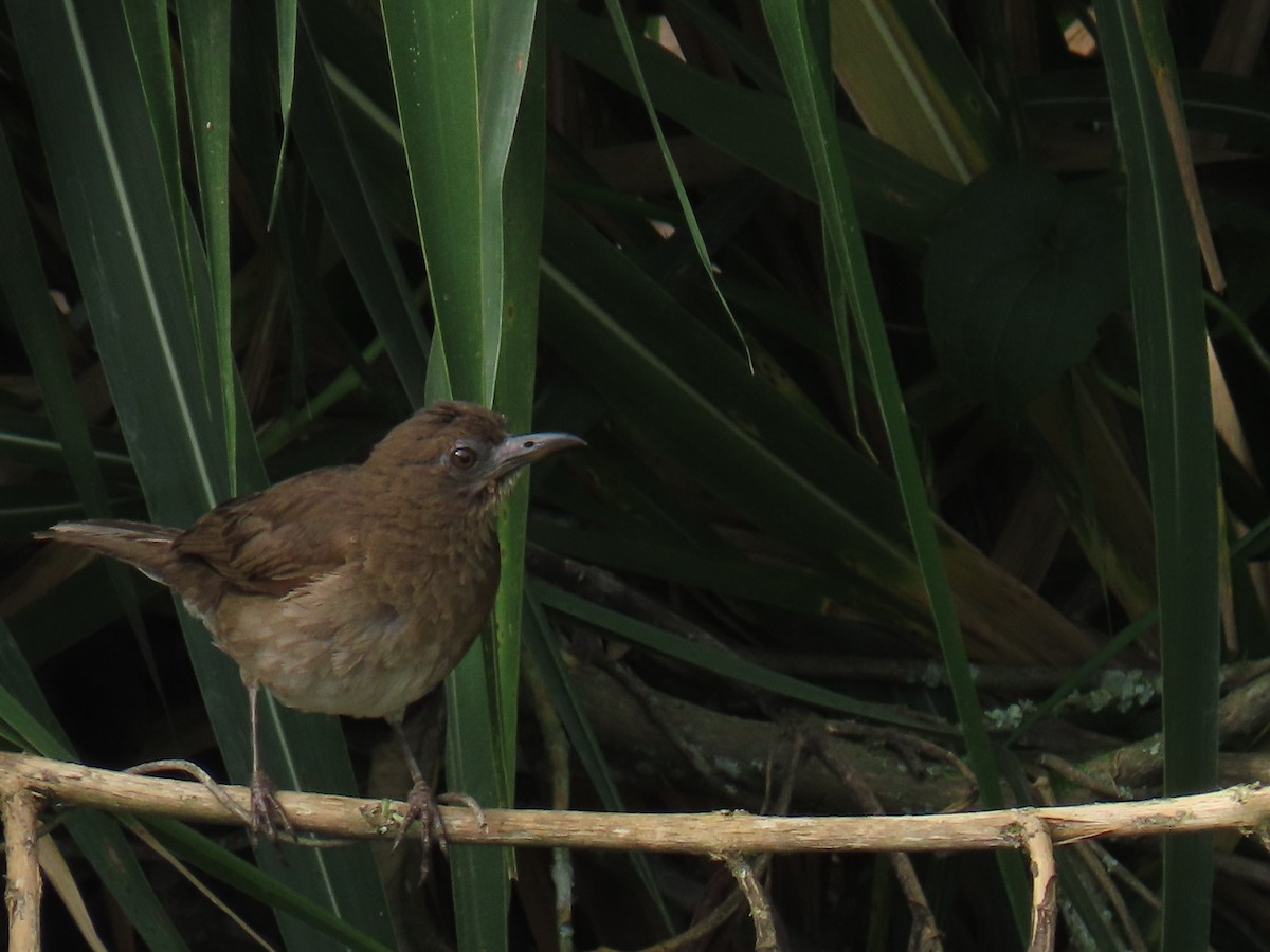 Black-billed Thrush - Sandra Lema