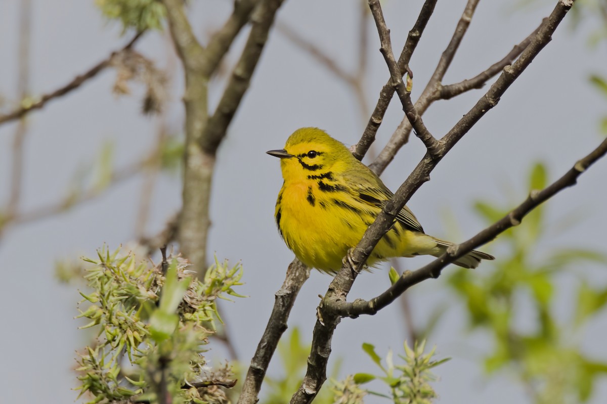 Prairie Warbler - ML618988495