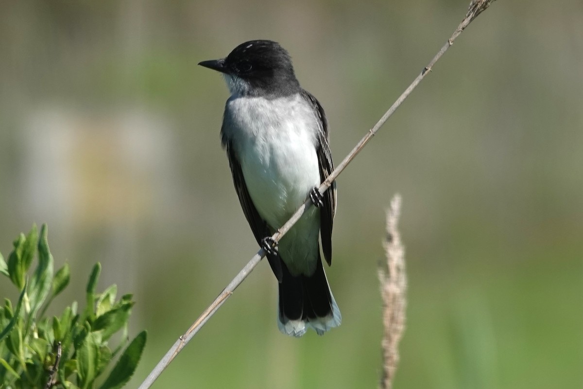 Eastern Kingbird - Dick Plambeck