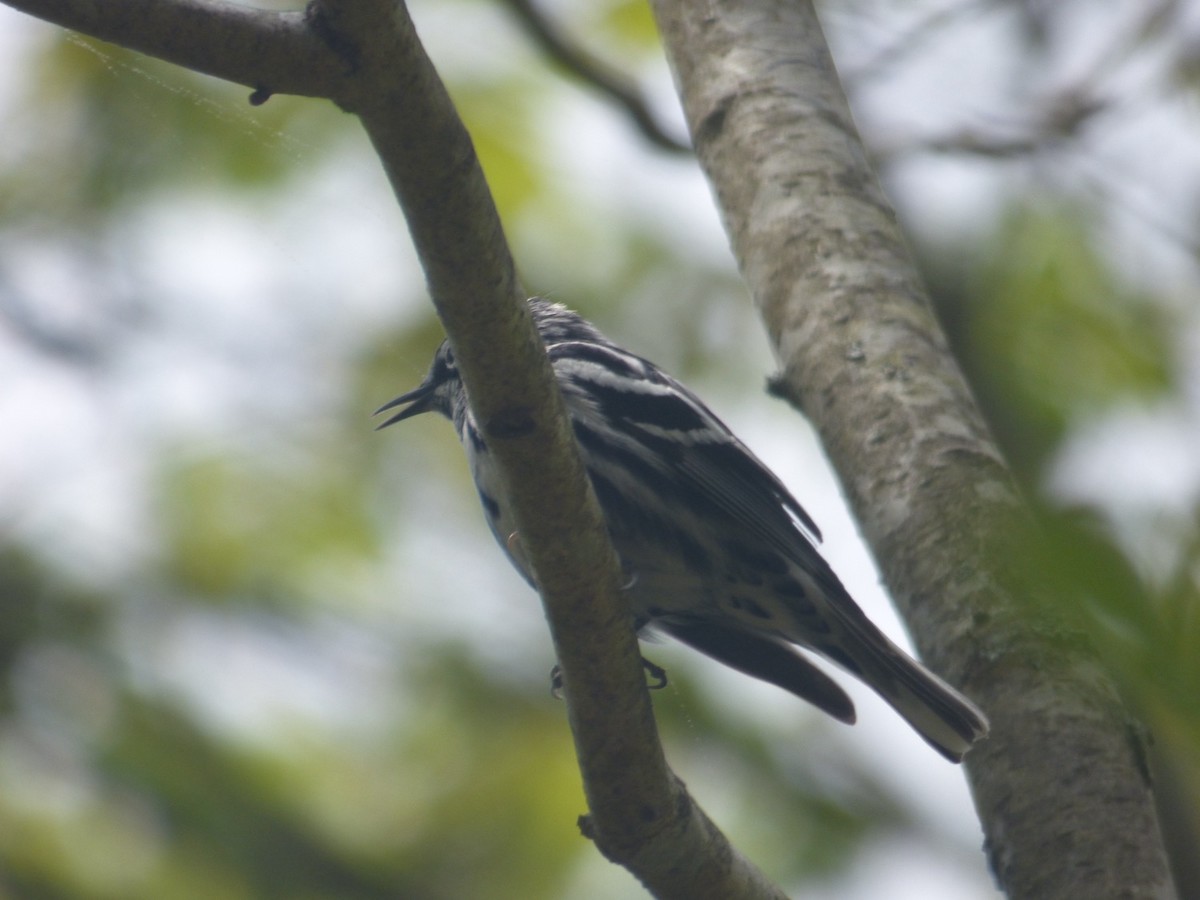 Black-and-white Warbler - ML618988504