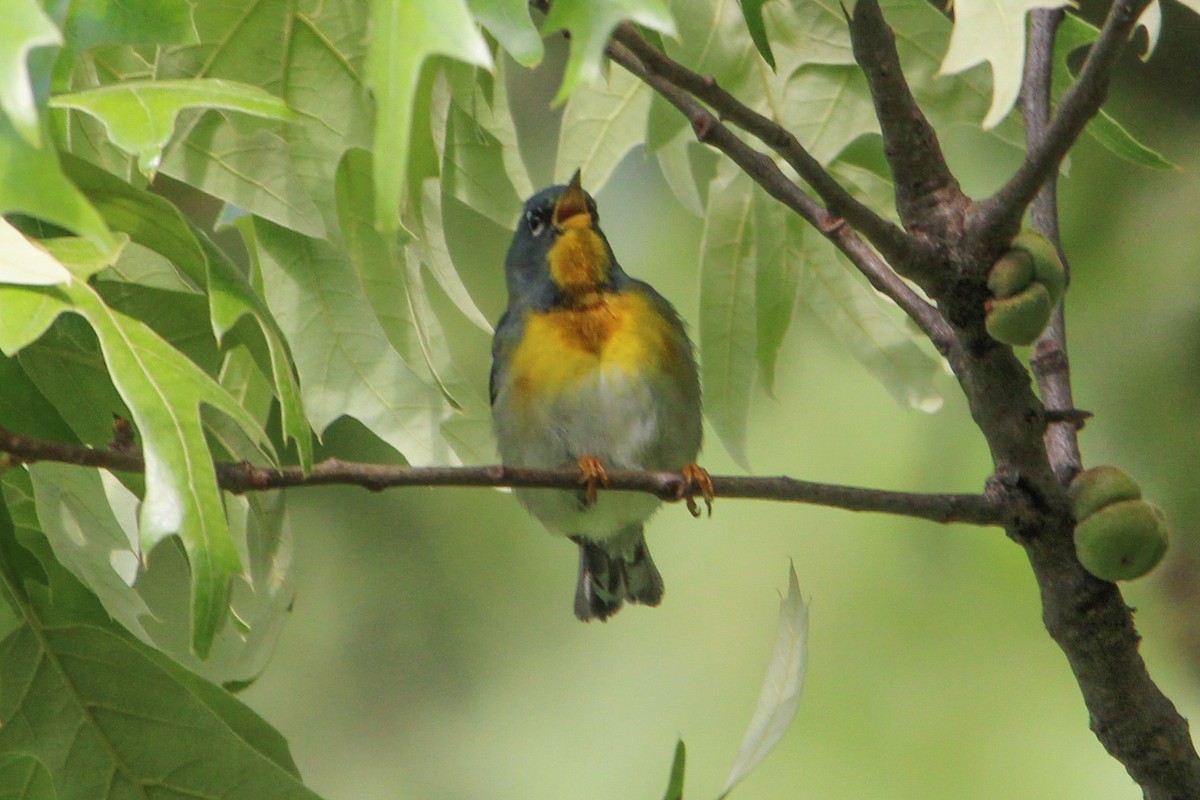 Northern Parula - Jason Lenzi