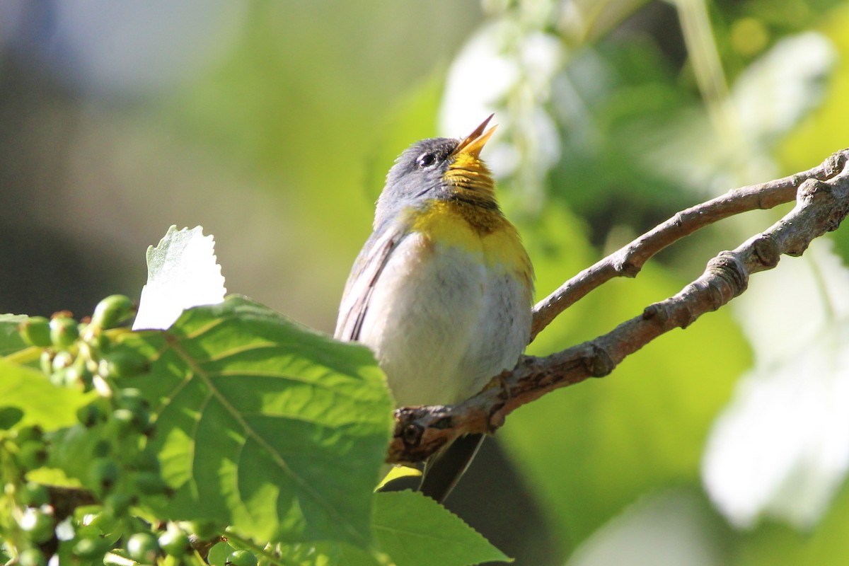 Northern Parula - Jason Lenzi