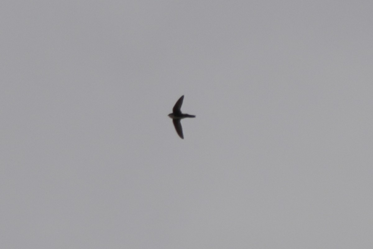 White-throated Swift - Kenny Frisch