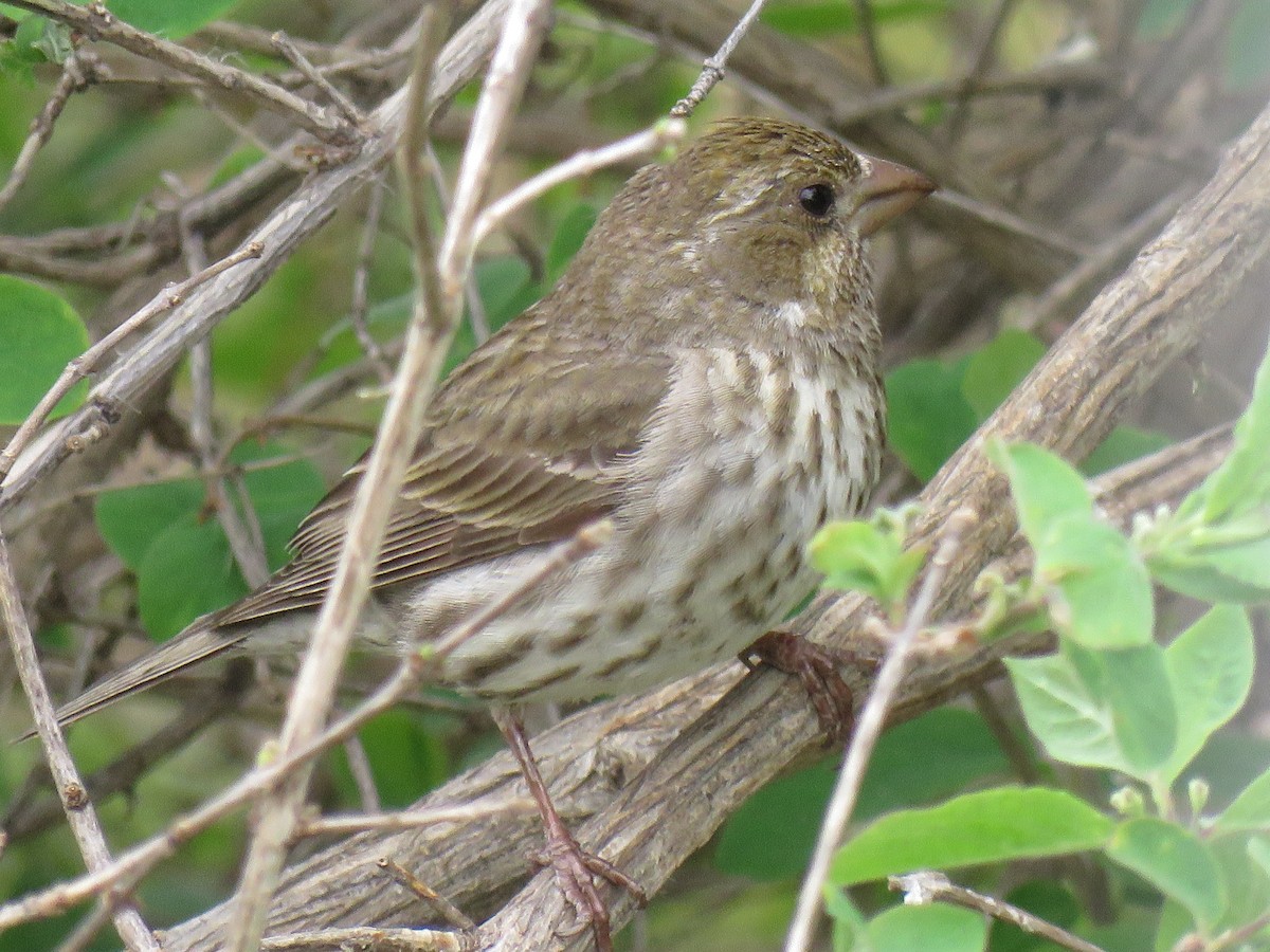 Purple Finch - The Lahaies