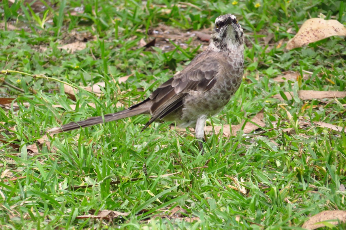 Long-tailed Mockingbird - Gary Prescott