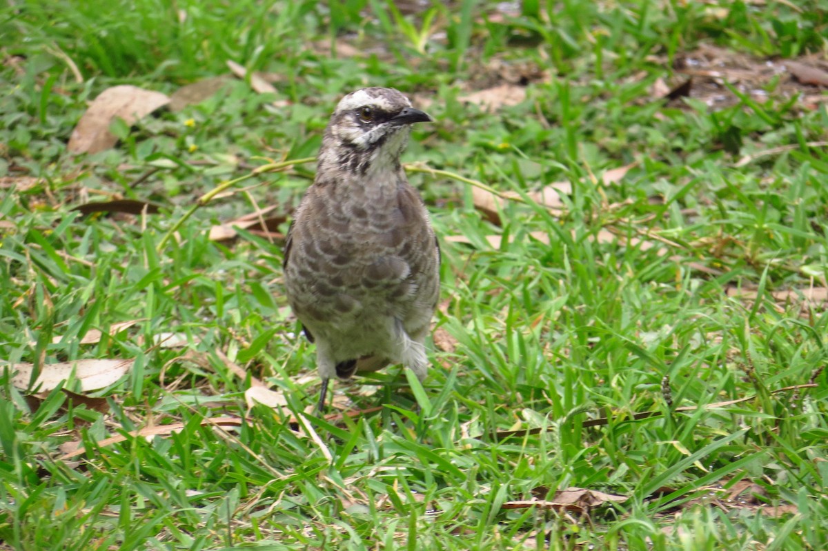 Long-tailed Mockingbird - Gary Prescott