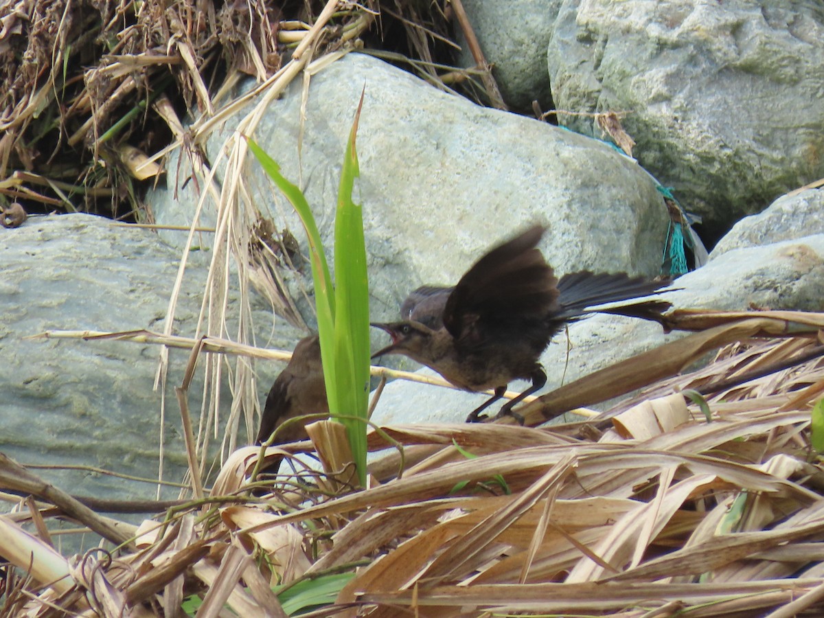 Great-tailed Grackle - Sandra Lema