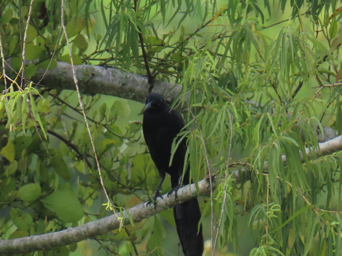 Great-tailed Grackle - Sandra Lema