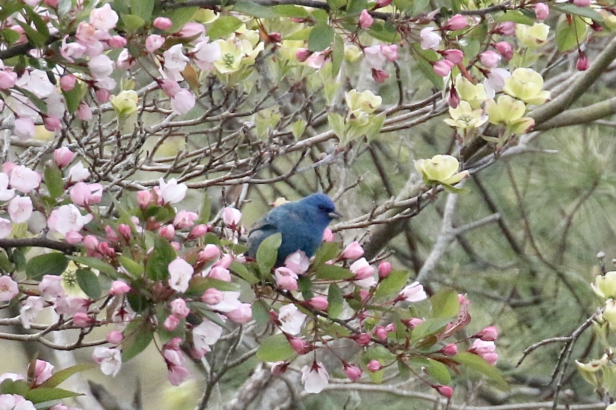 Indigo Bunting - Andy Sanford