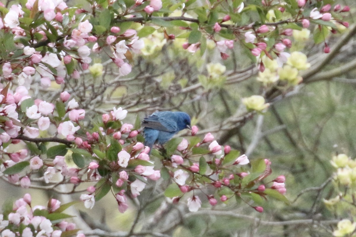 Passerin indigo - ML618988568