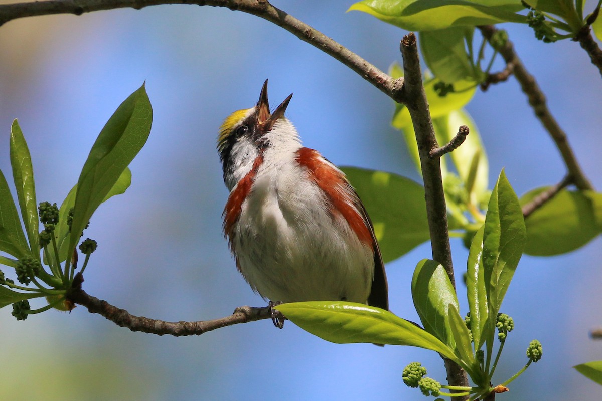 Chestnut-sided Warbler - Jason Lenzi