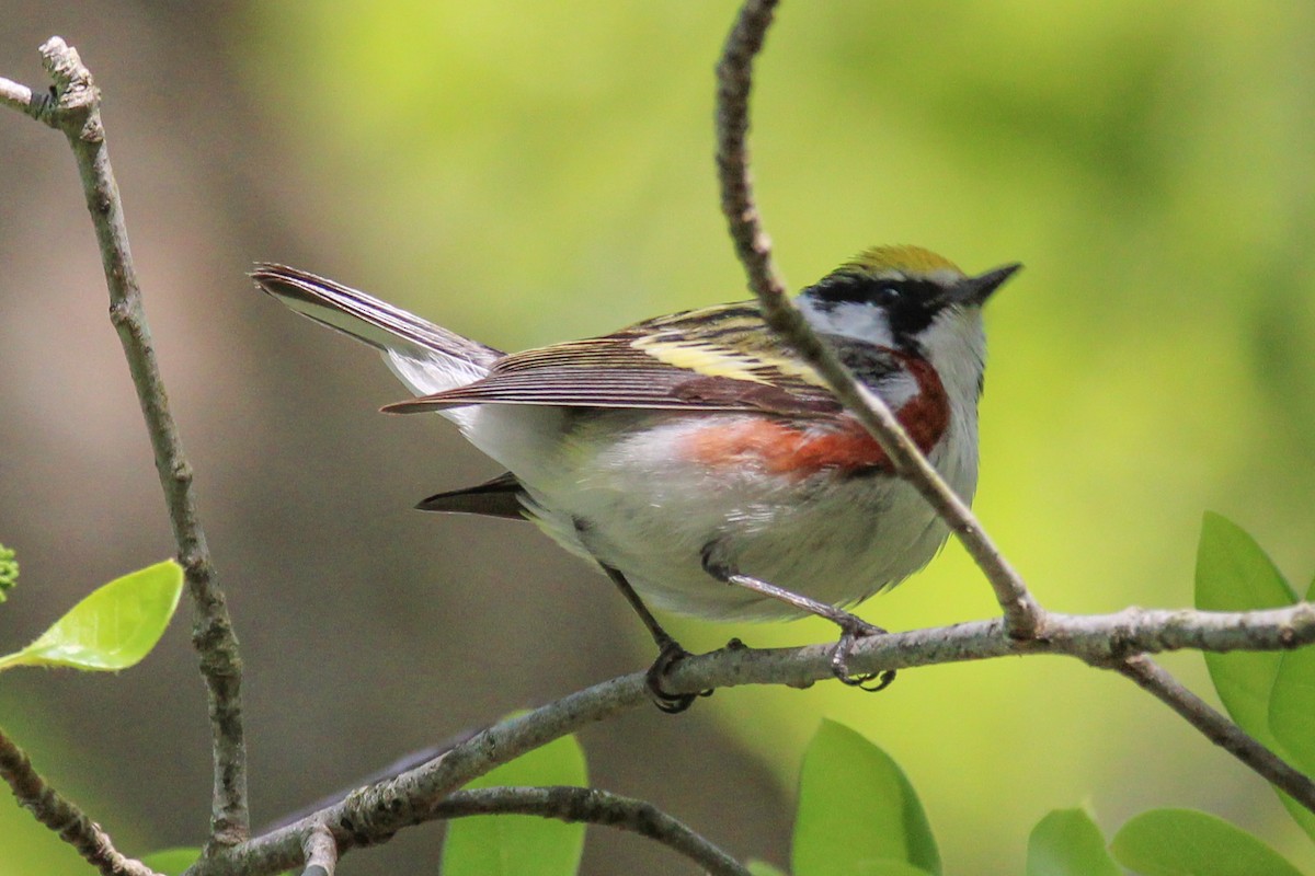 Chestnut-sided Warbler - Jason Lenzi