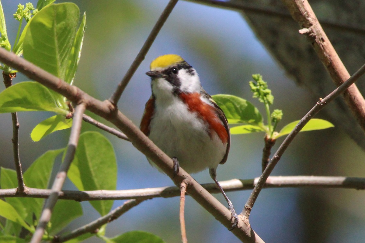 Chestnut-sided Warbler - Jason Lenzi