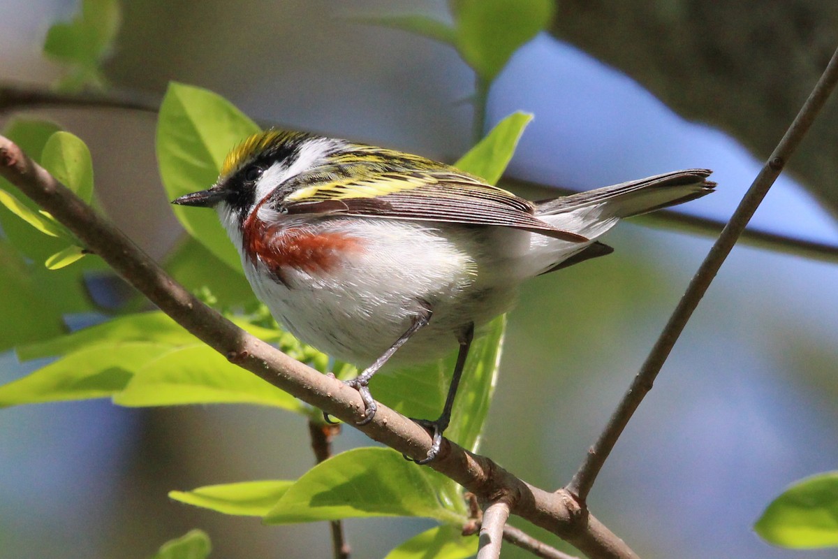 Chestnut-sided Warbler - Jason Lenzi