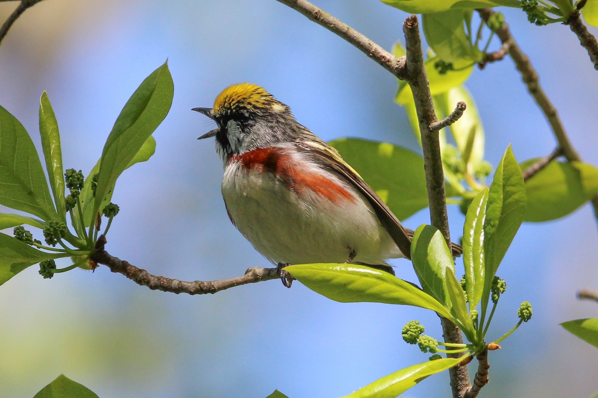 Chestnut-sided Warbler - Jason Lenzi