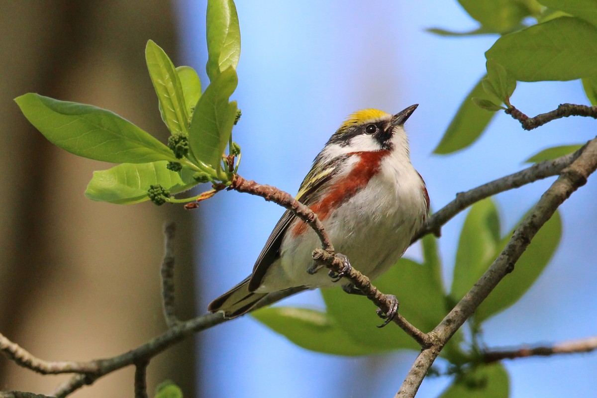 Chestnut-sided Warbler - Jason Lenzi