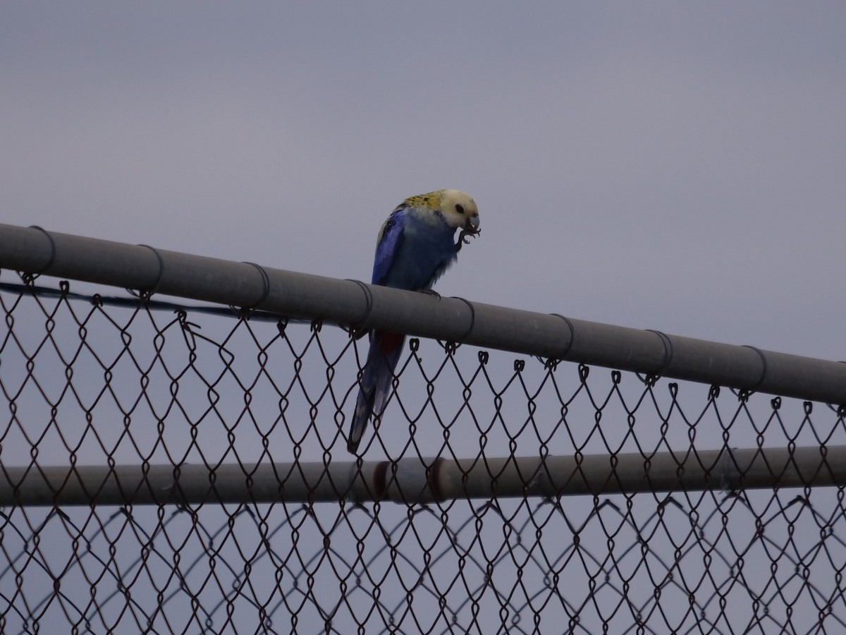 Pale-headed Rosella - Frank Coman