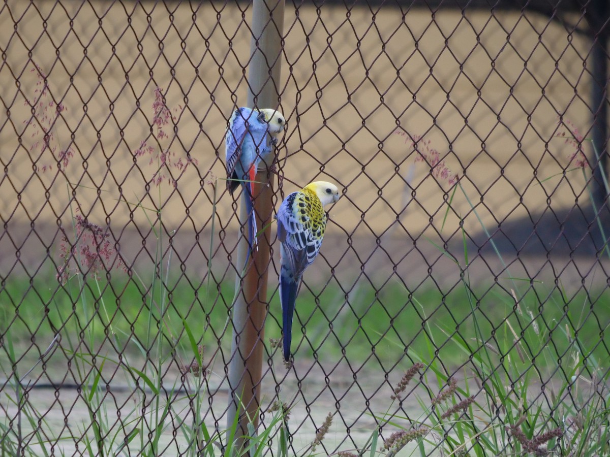 Pale-headed Rosella - Frank Coman