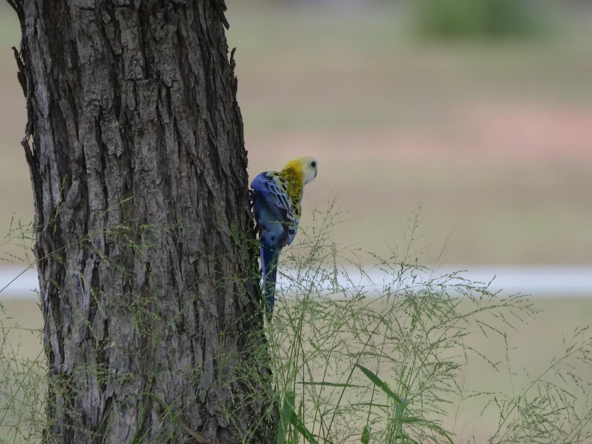 Pale-headed Rosella - Frank Coman