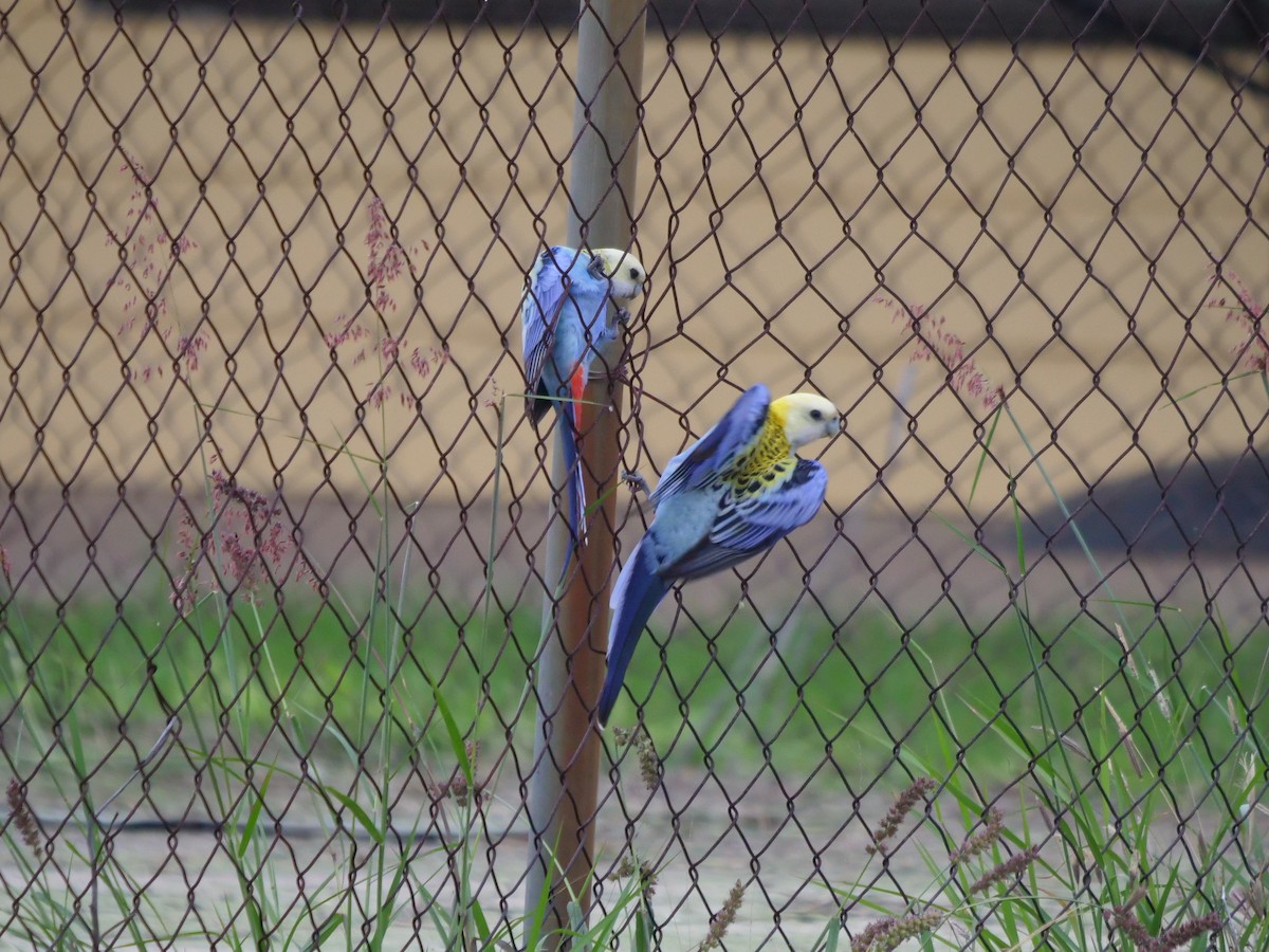 Pale-headed Rosella - Frank Coman