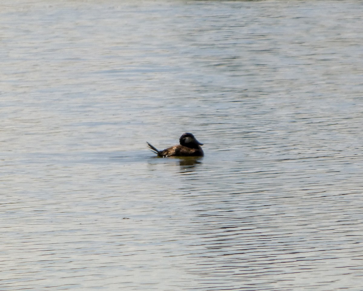 Ruddy Duck - ML618988613