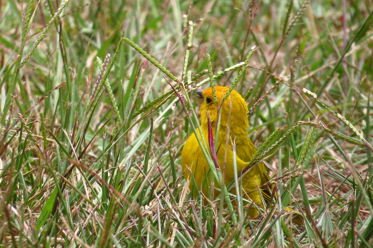 Saffron Finch - Gary Prescott