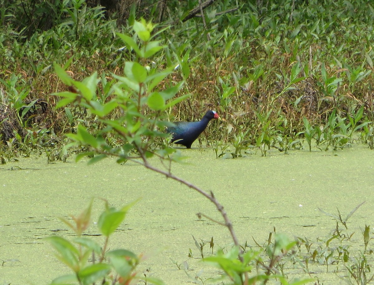 Purple Gallinule - Brit Nahorney