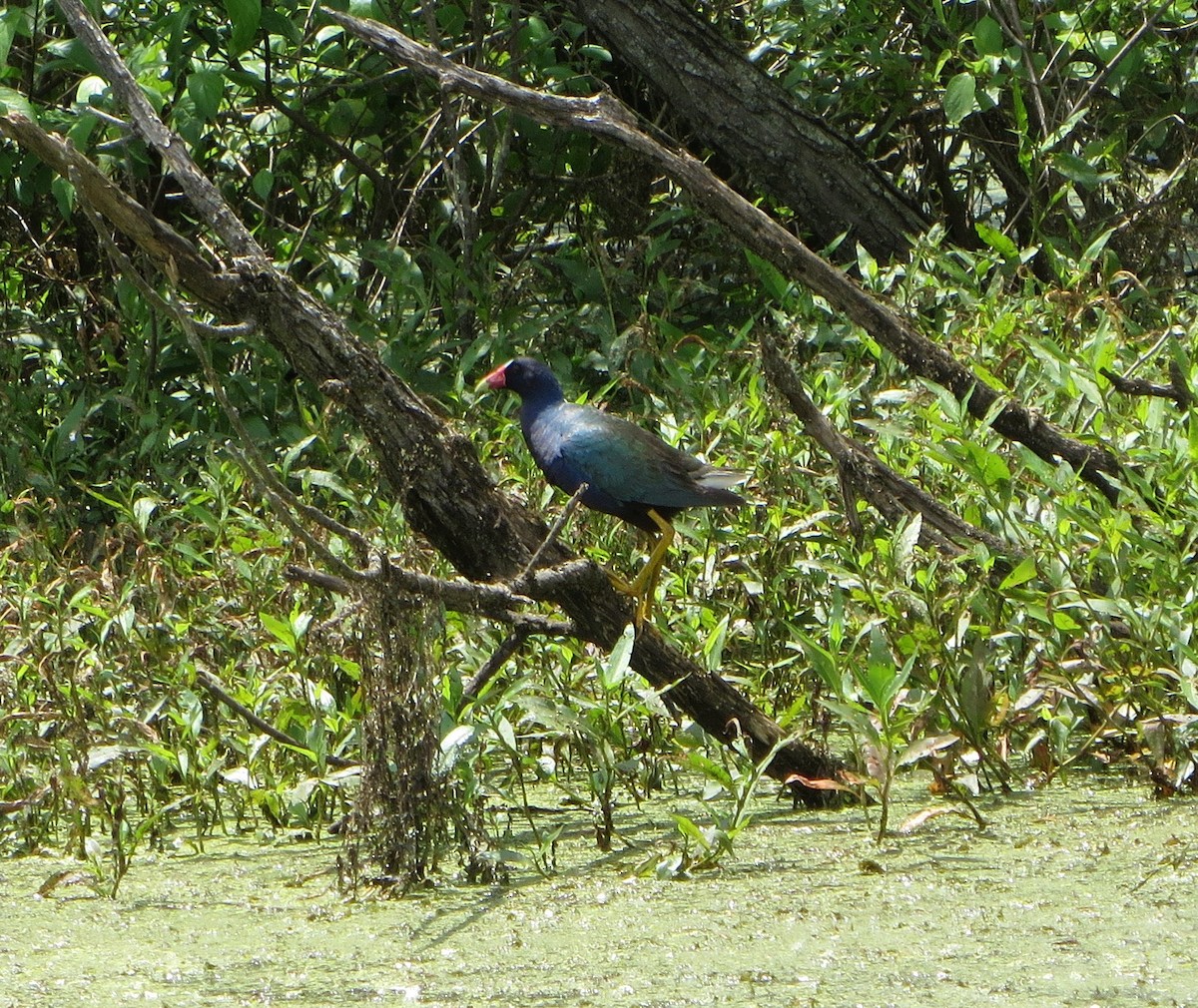 Purple Gallinule - Brit Nahorney