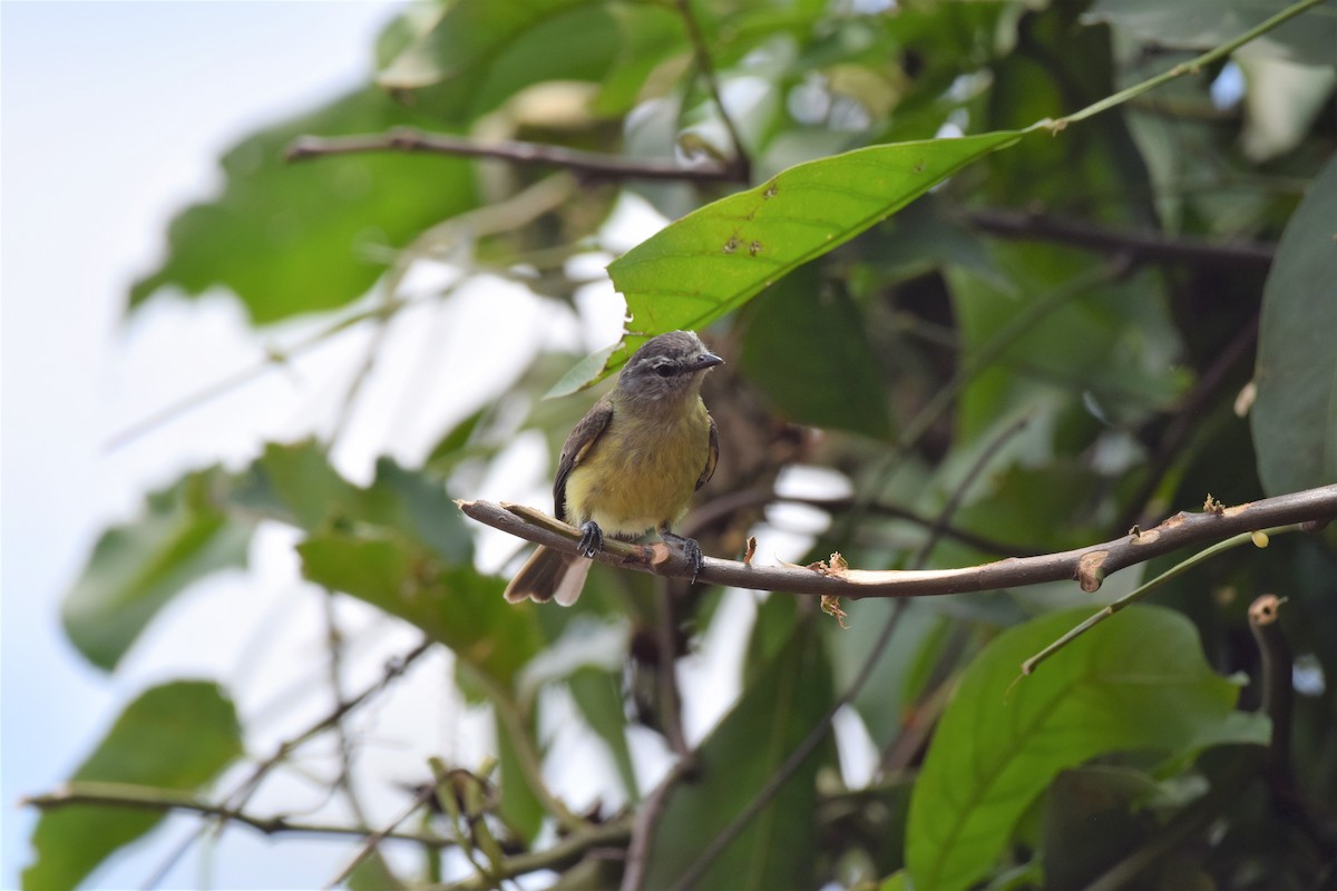 Sooty-headed Tyrannulet - Freddy Oswaldo Ovalles Pabon