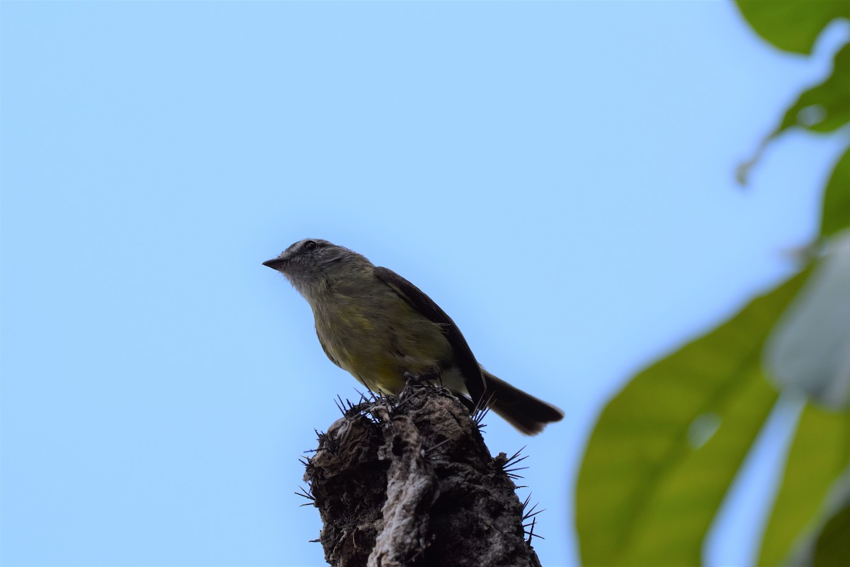 Sooty-headed Tyrannulet - ML618988662