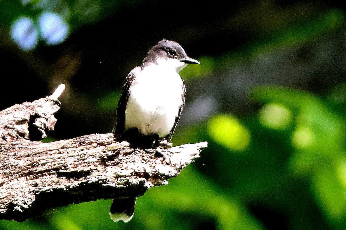 Eastern Kingbird - ML618988663