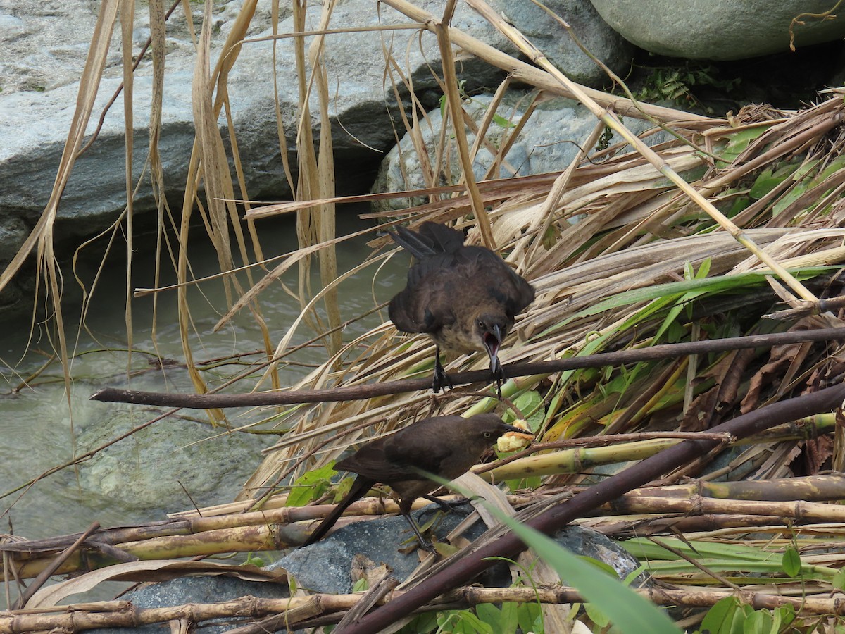 Great-tailed Grackle - Sandra Lema