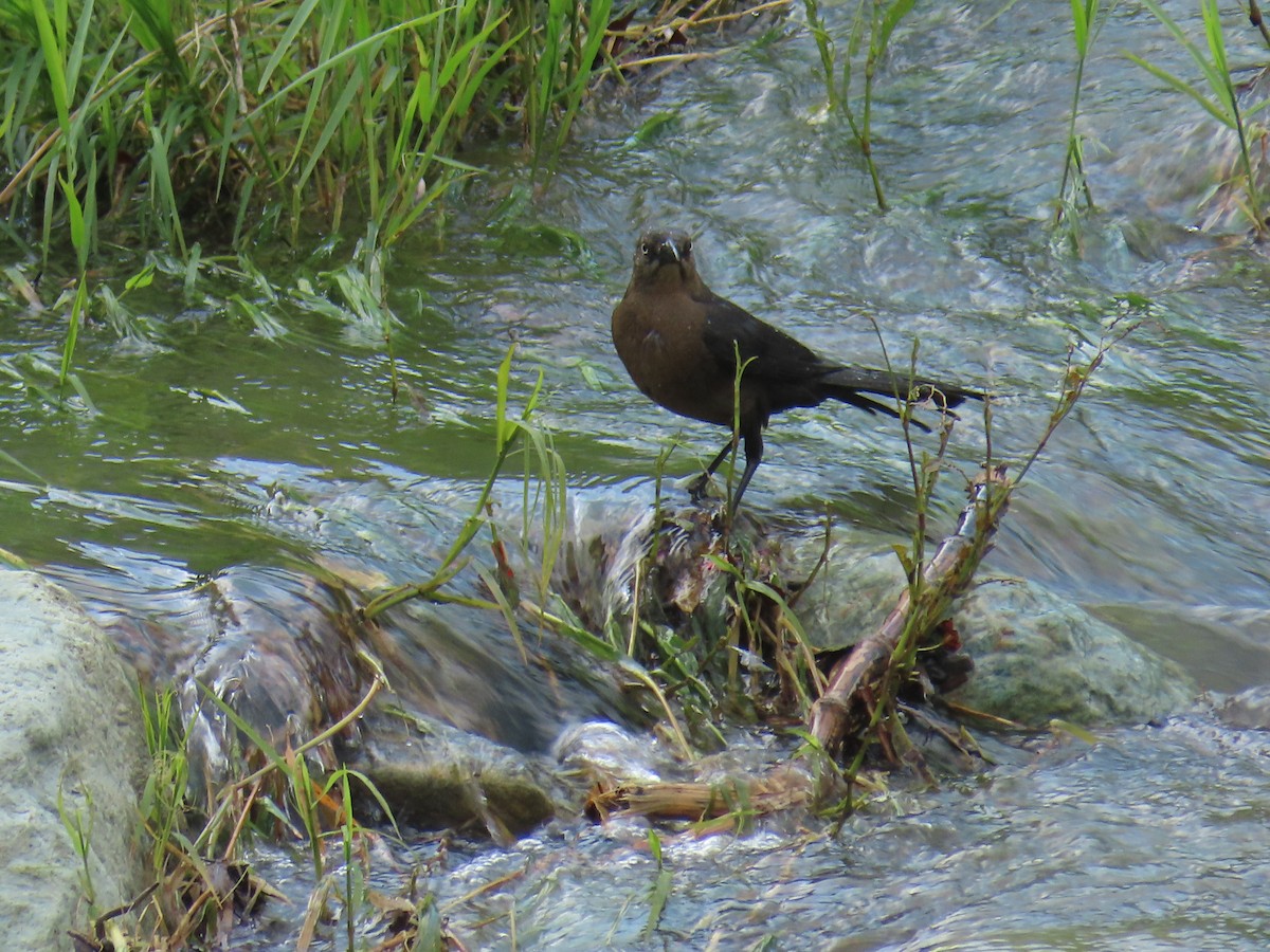 Great-tailed Grackle - Sandra Lema