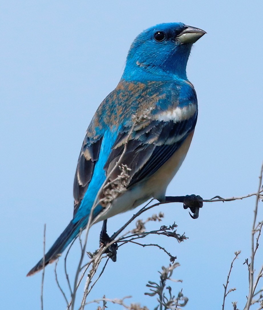 Lazuli Bunting - ML618988719