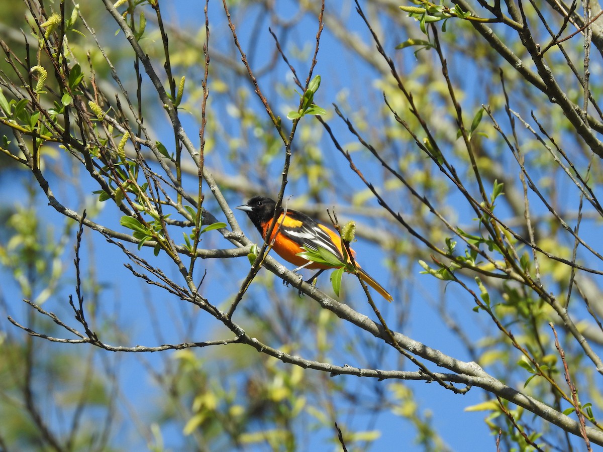 Baltimore Oriole - Brendan Thomas