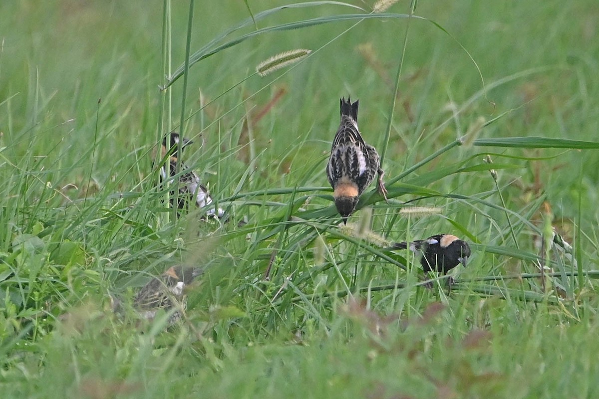 Bobolink - Troy Hibbitts