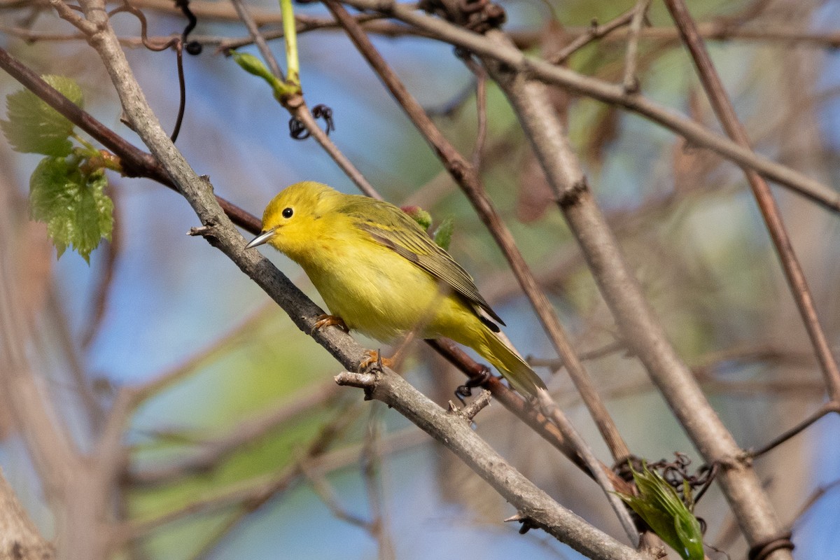 Yellow Warbler - Kate Reed