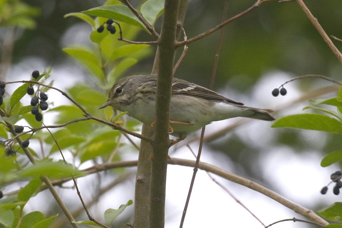 Blackpoll Warbler - mario balitbit