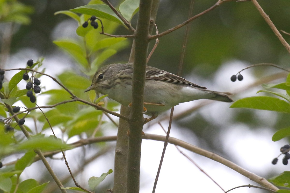 Paruline rayée - ML618988735